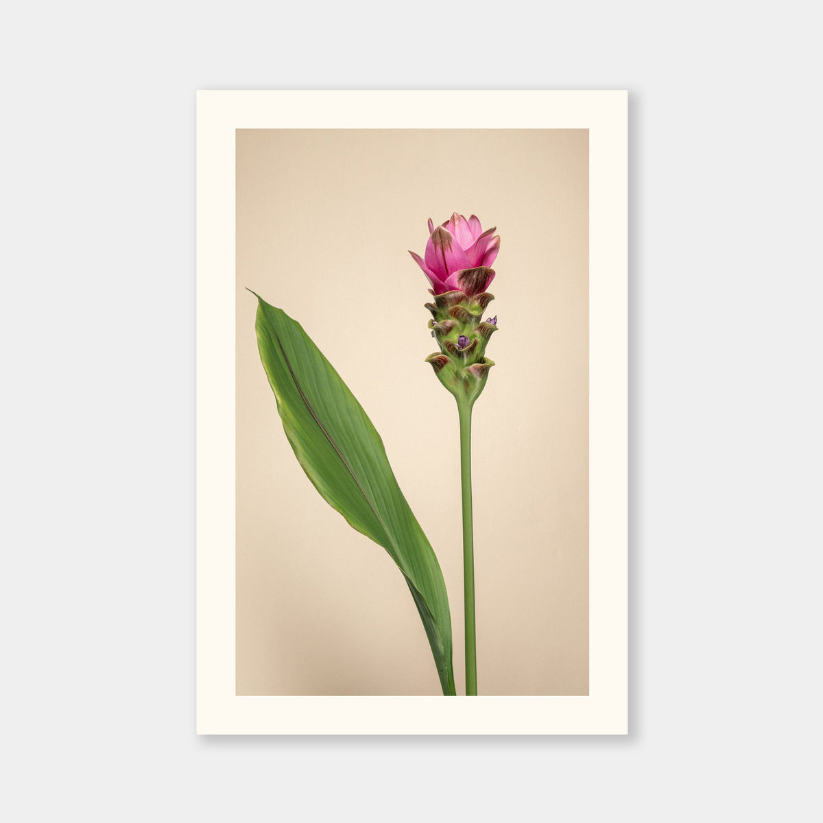 Tulipano del Siam Aurea