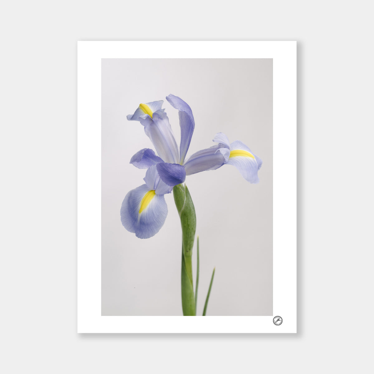 Iris Shanghai Signature
