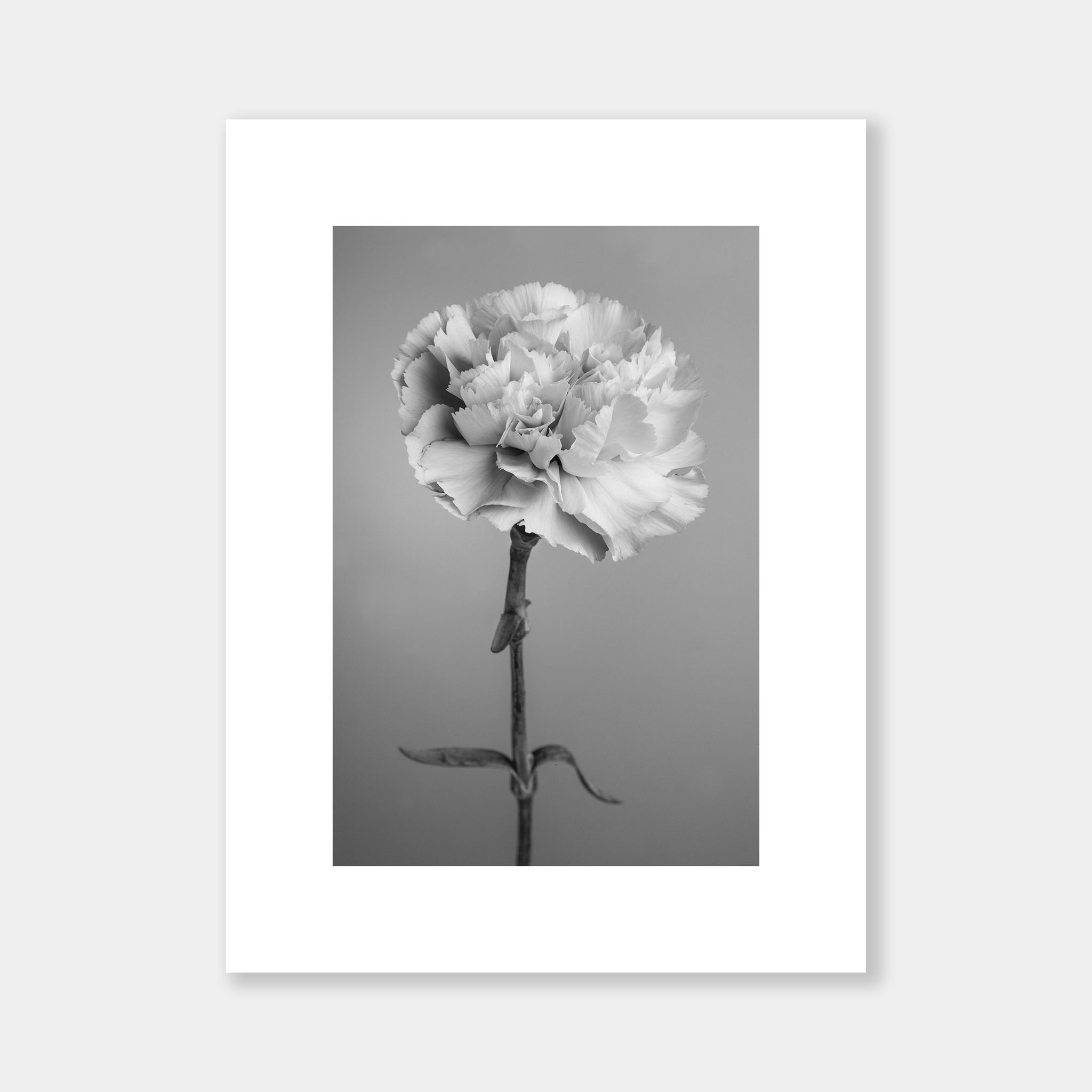 Dianthus BW - OrygoFlora - 3 - Stampa fine art